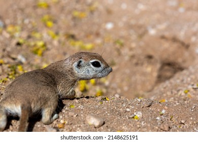 A Cute Round Tailed Ground Squirrel, Xerospermophilus Tereticaudus, An Adult Pregnant Female With Yellow Palo Verde Tree Blossoms On The Ground. Wildlife Of The Southwest, Tucson Arizona, USA.