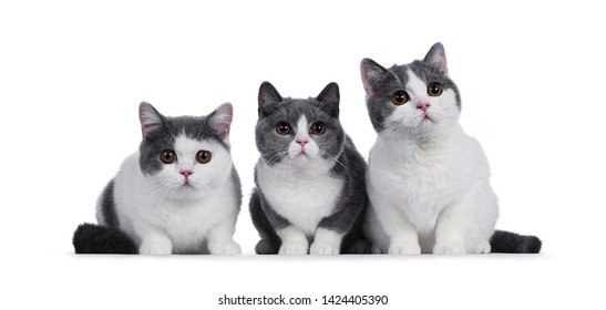 Blue Eyed Kitten Looking Images Stock Photos Vectors Shutterstock