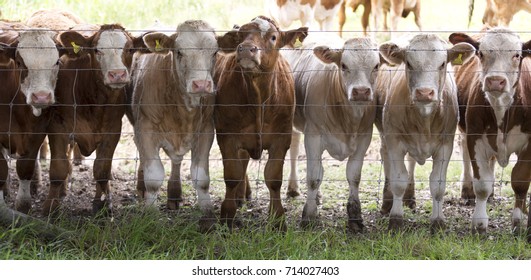 A cute row of young cattle, portrait seven in the group. British cattle