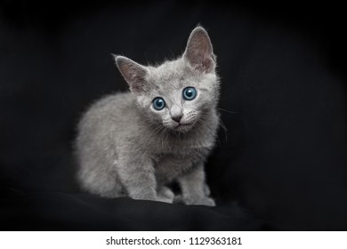 Cute Russian Blue Cat Puppy On A Dark Background