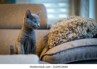 A cute Russian Blue tomcat kitten