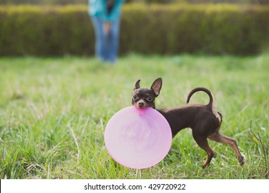 Cute Russian Toy Terrier Dog Holding Frisbee And Look To Camera