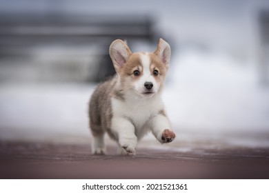 sable corgi puppy pictures