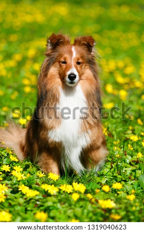 Similar – Image, Stock Photo Freshman plays with Collie bitch