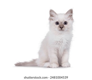 Cute Sacred Birman cat kitten, sitting up facing front. Looking towards camera with breed typical blue eyes. Isolated on a white background. - Powered by Shutterstock