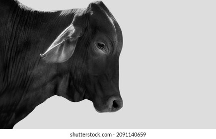 Cute Sad Black Cow Closeup Face In The White Background