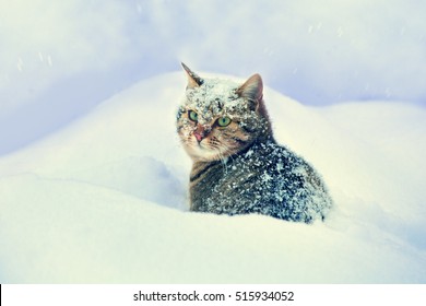 Cute Sad Cat Sitting Deep Snow Stock Photo 515934052 | Shutterstock