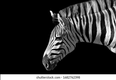 Zebre Images Stock Photos Vectors Shutterstock