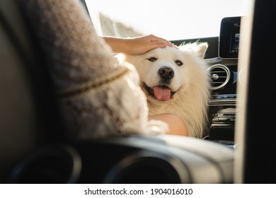 Cute Samoyed dog inside a modern car during a road trip at summer day