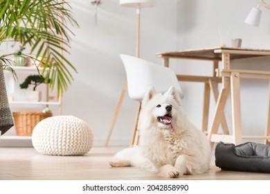 Cute Samoyed Dog Lying On Floor In Room