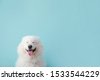 dog on color background