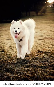 Cute Samoyed Dog Running Outside