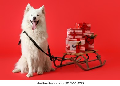 Cute Samoyed Dog With Sledge And Christmas Gifts On Color Background