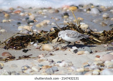 A Cute Sanderling Bird That Is Walking Along The Shoreline Foraging For Food. The Shorebird Has A Snail In Its Mouth.