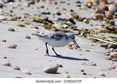 A Cute Sanderling Bird That Is Walking Along The Shoreline Foraging For Food. The Shorebird Has A Snail In Its Mouth.