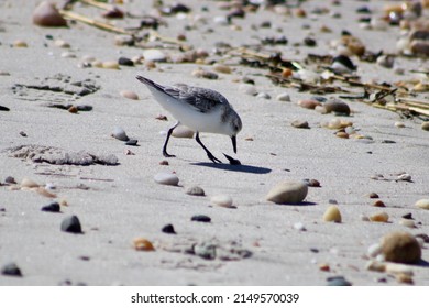 A Cute Sanderling Bird That Is Walking Along The Shoreline Foraging For Food. The Shorebird Has A Snail In Its Mouth.