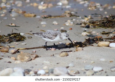 A Cute Sanderling Bird That Is Walking Along The Shoreline Foraging For Food. The Shorebird Has A Snail In Its Mouth.