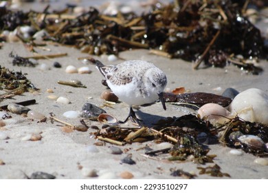 A cute Sanderling bird that is walking along the shoreline foraging for food.