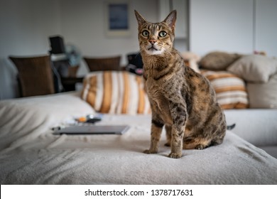 Savannah Cat Snimky Stock Fotografie A Vektory Shutterstock