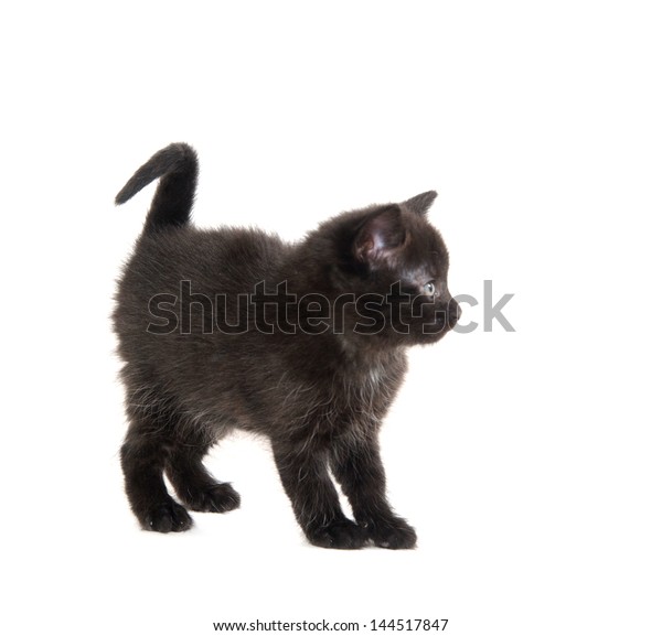 Cute Scared Black American Shorthair Cat Stock Photo Edit Now