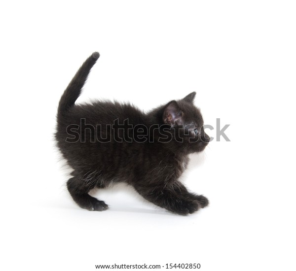 Cute Scared Black American Shorthair Cat Stock Photo Edit Now