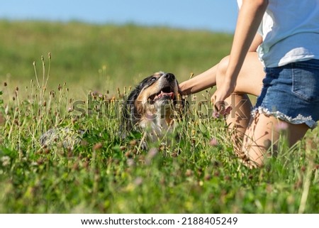 Similar – Image, Stock Photo Margaret Dog Grass Green