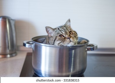 Cat in Pan Images, Stock Photos 