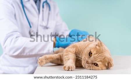 Cute scottish fold cat being examined by a pet doctor. Veterinary concept. Veterinary clinic, vet care, animal hospital banner. chipping animals. Pet check and vaccination. Close up