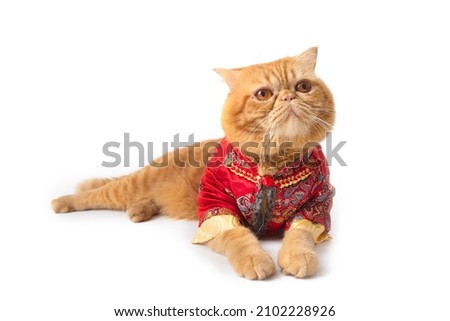 Cute scottish fold cat wearing Chinese costume looks up at something curiously on white background.