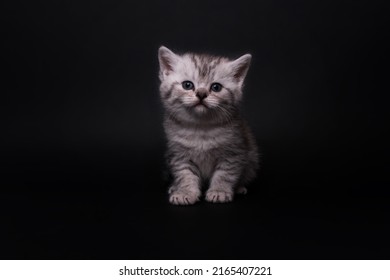 Cute Scottish Fold Straight Kitten On Black Background