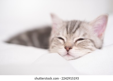 Cute Scottish kitten sleeping sweetly on a white bed.