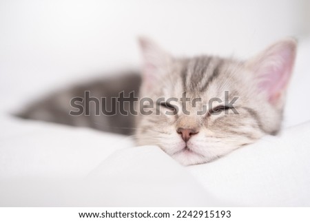 Cute Scottish kitten sleeping sweetly on a white bed.