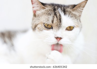 Cute Scottish Straight Cat Licking Lips. Animal Portrait.