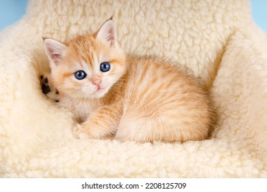 Cute Scottish straight golden shaded chinchilla (ny 11) kittenis sitting on the sofa. Funny kitten. A breed of domestic cat . - Shutterstock ID 2208125709