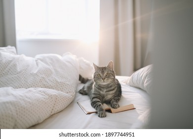 Cute Scottish Straight Grey Tabby Cat Lying On Bed And Sleeping In Soft Morning Light.