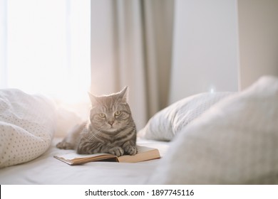 Cute Scottish Straight Grey Tabby Cat Lying On Bed And Sleeping In Soft Morning Light.