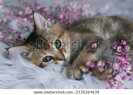 Cute Scottish Straight kitten and pink flowers on a white blanket. Greeting card with women's day, birthday, mother's day
