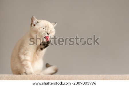 Cute scottish striped beige cat licking his paw on couch 