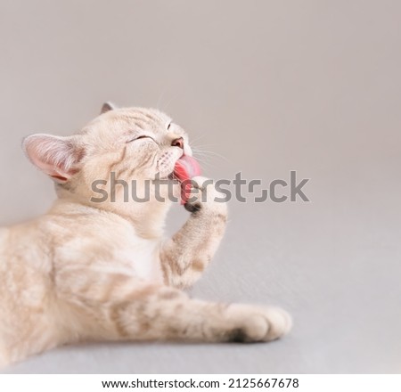 Cute scottish striped beige cat licking his paw on couch 