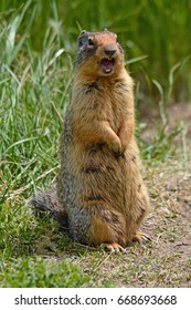 Cute Screaming Gopher Standing Up