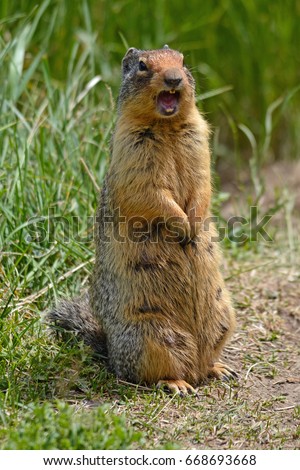 Cute screaming gopher standing up