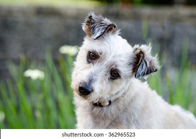 Cute Scruffy Dog With Head Tilt