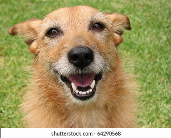 Cute Scruffy Terrier Dog With A Big Smile On Her Face