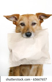 Cute scruffy terrier dog holding a brown paper bag in her mouth