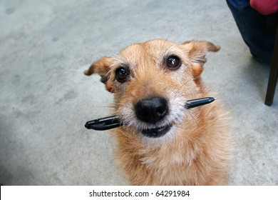 Cute Scruffy Terrier Dog Holding A Pen In Her Mouth Looking Up. Silly Expression On Her Face