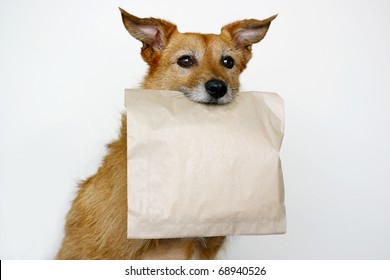 Cute Scruffy Terrier Dog Holding A Brown Paper Bag In Her Mouth