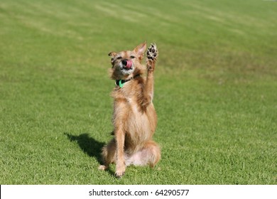 Cute Scruffy Terrier Dog Sitting In A Field Doing A High Five Paw In The Air