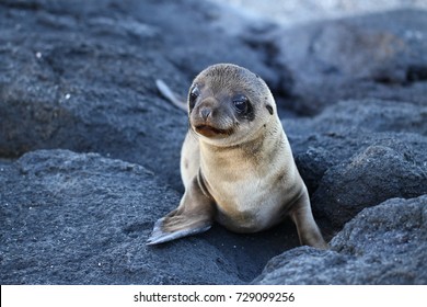 Cute Sea Lion Pup On Galapagos Islands