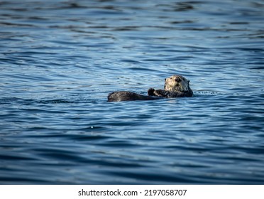 Cute Sea Otter In The Broughton Archipelago