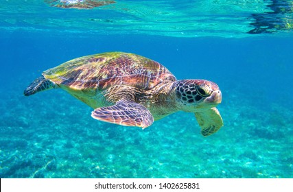 Cute Sea Turtle In Blue Water Of Tropical Sea. Green Turtle Underwater Photo. Wild Marine Animal In Natural Environment. Endangered Species Of Coral Reef. Tropical Seashore Wildlife. Snorkeling Hobby